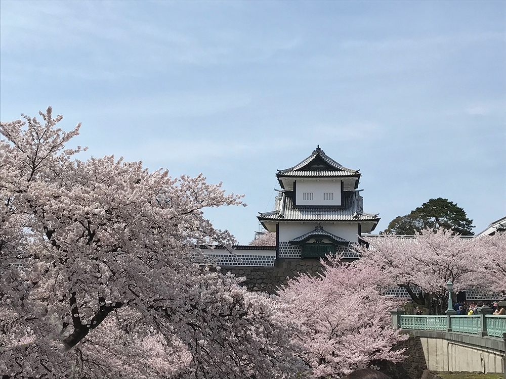 今更だけど、花見いきました