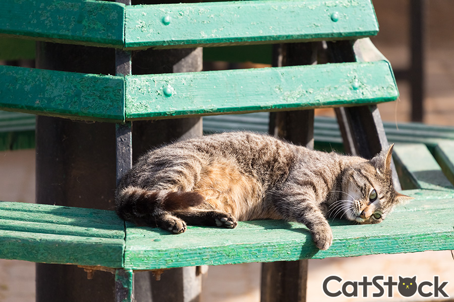 猫好きにはたまらない！見てるだけでも楽しい猫画像サイト「CatStock」