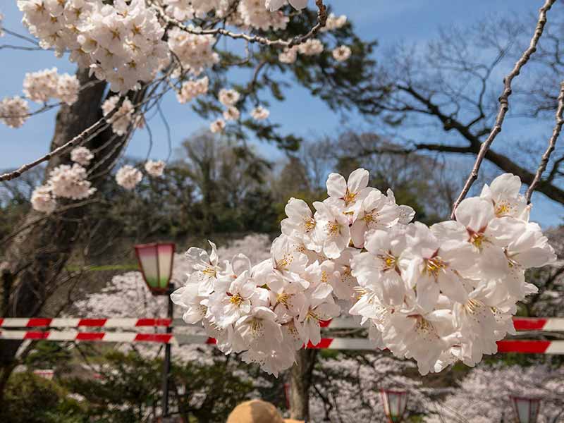 兼六園と桜