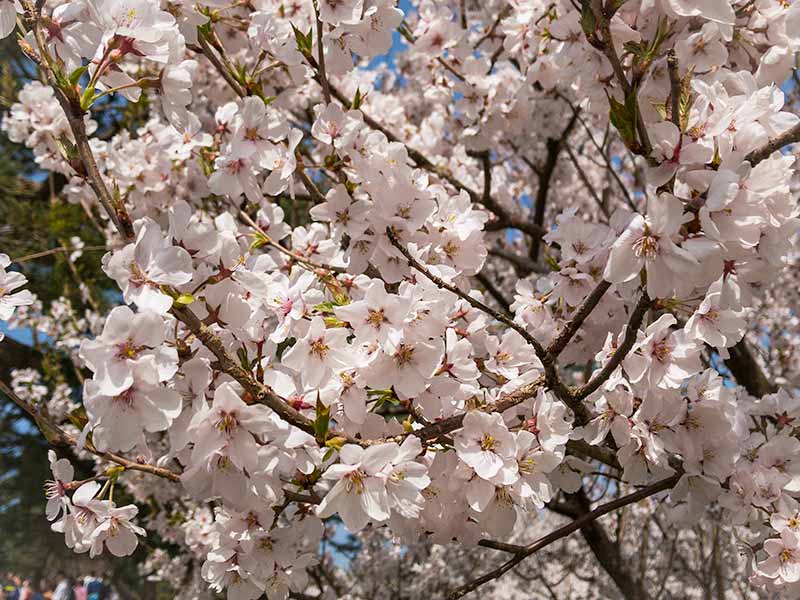 兼六園と桜