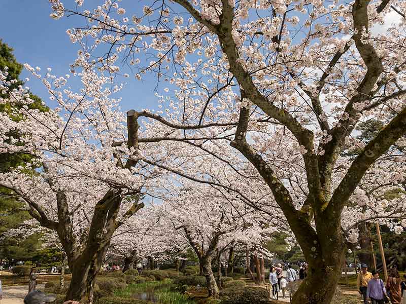 兼六園と桜