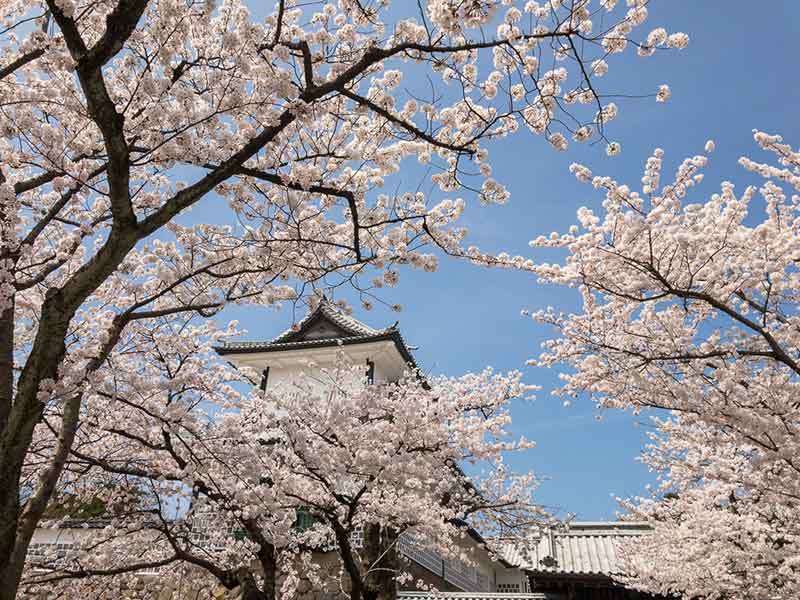 金沢城と桜