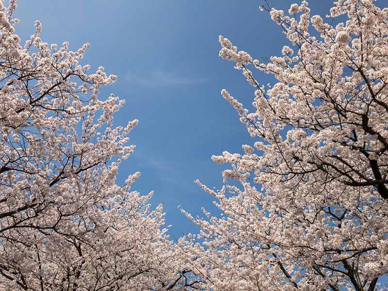 兼六園と桜