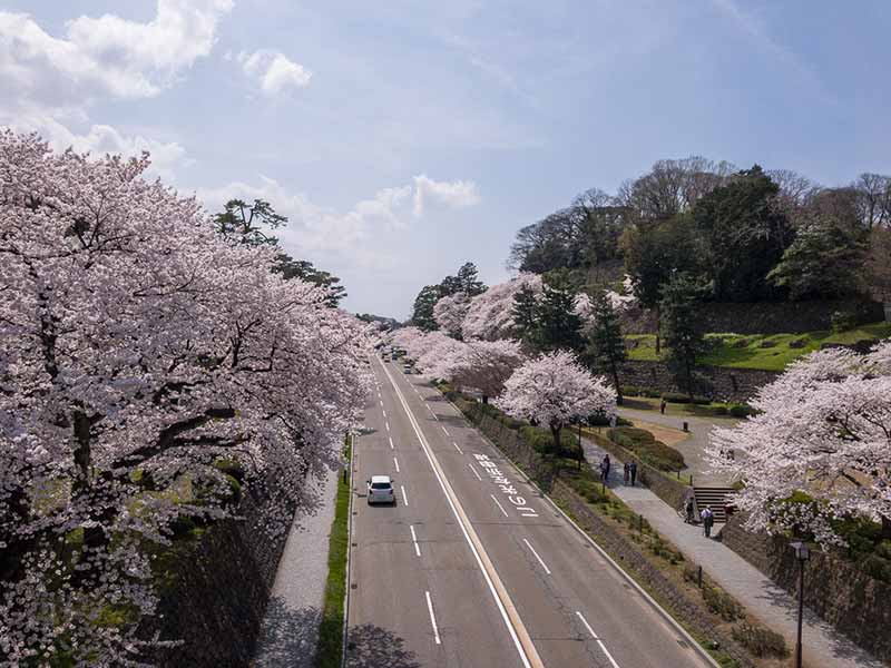 百間堀と桜