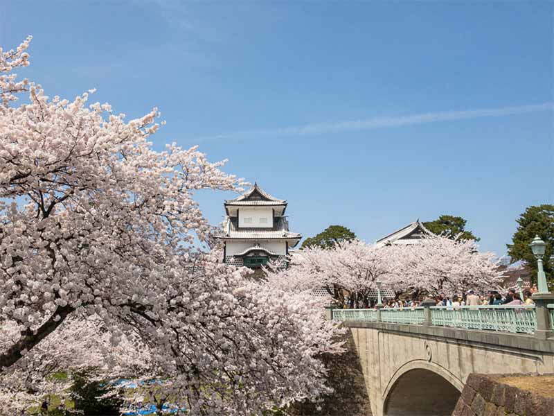 石川門と桜