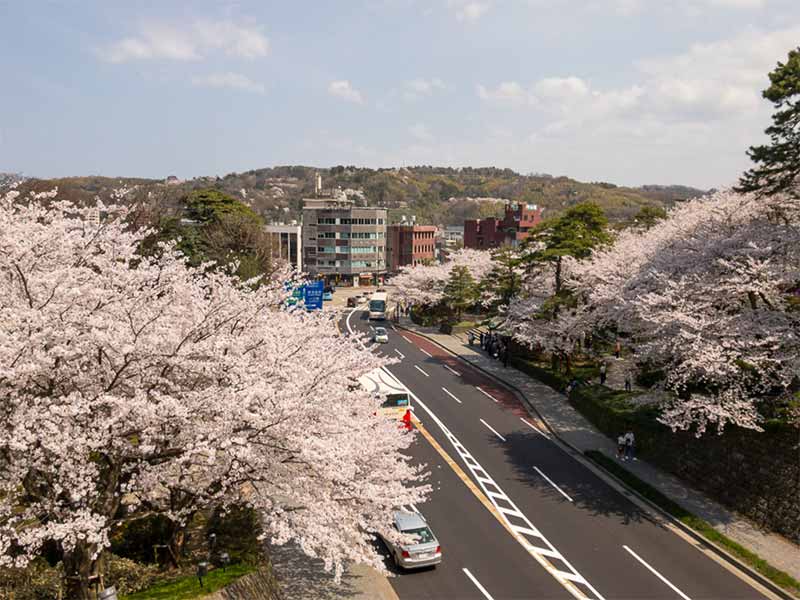 百間堀と桜と兼六園