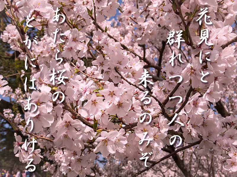 桜　西行