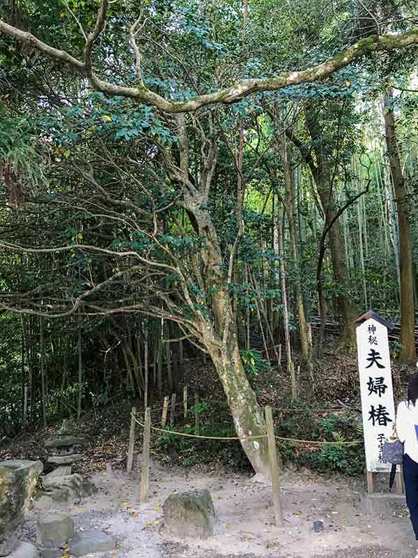 八重垣神社・夫婦椿