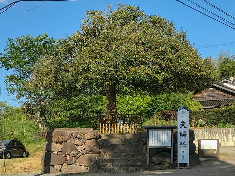 八重垣神社・夫婦椿