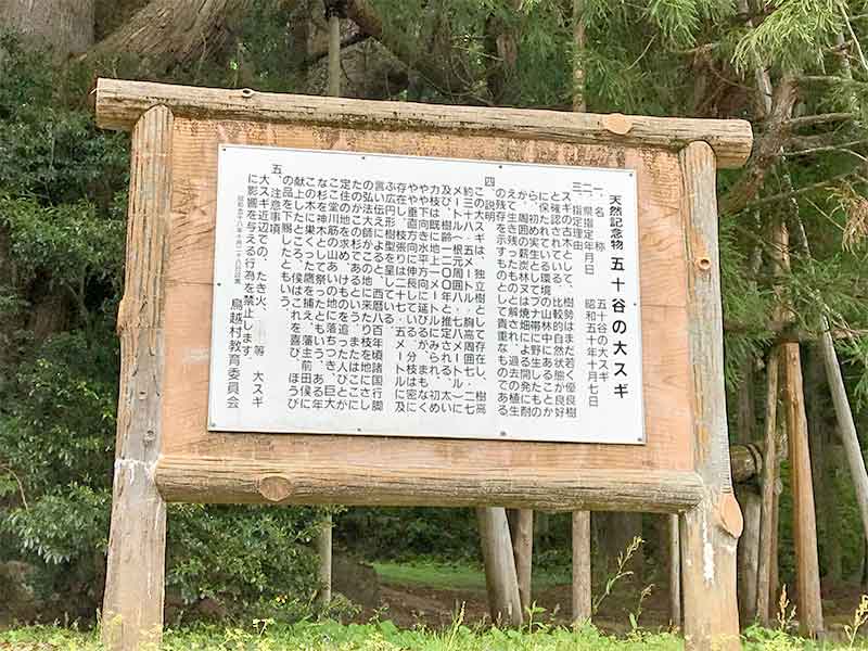 パワースポット・五十谷の大杉