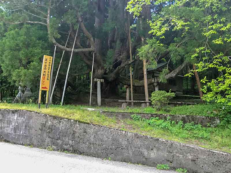 パワースポット・五十谷の大杉