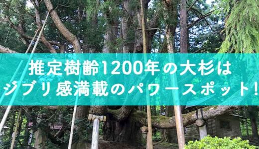 白山麓の麓？五十谷八幡神社にある推定樹齢1200年の大杉の迫力は圧倒的！そして大杉のある森はジブリ感満載でした