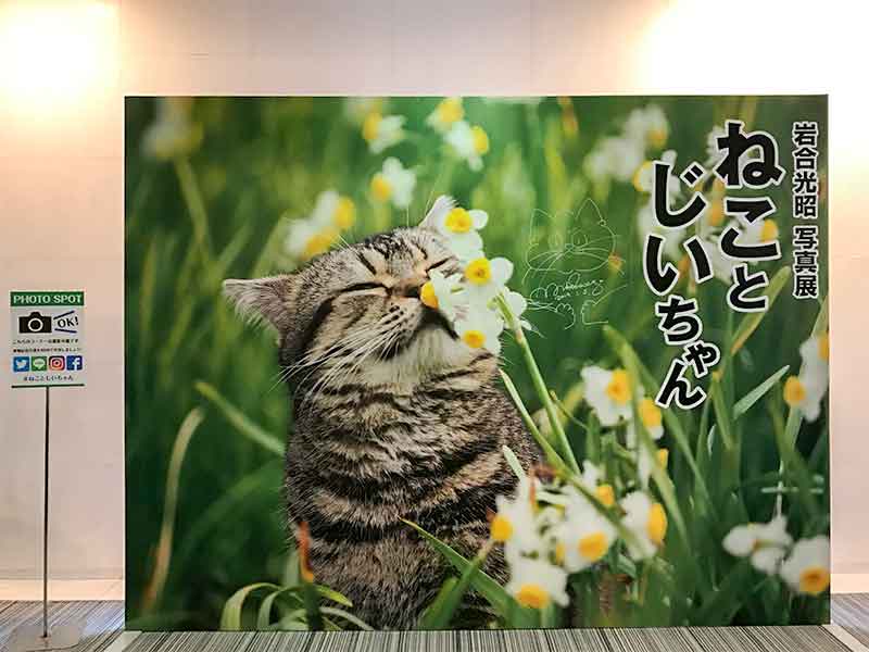 動物写真家・岩合光昭さんの写真展『ねことじいちゃん』