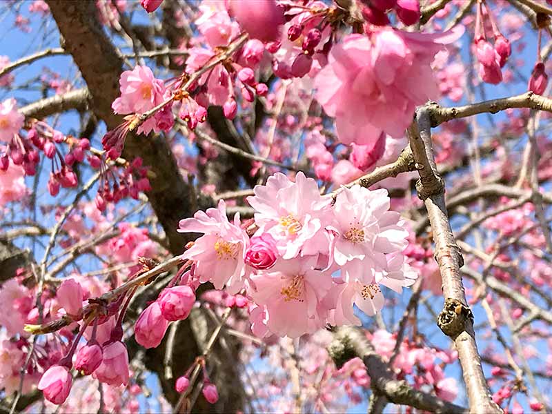 お花見