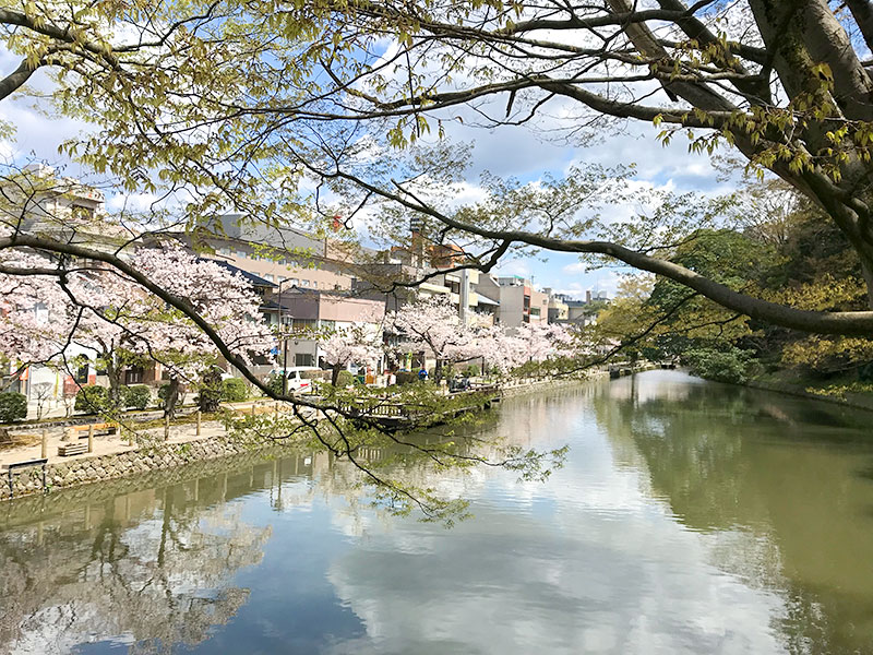 金沢・兼六園でお花見