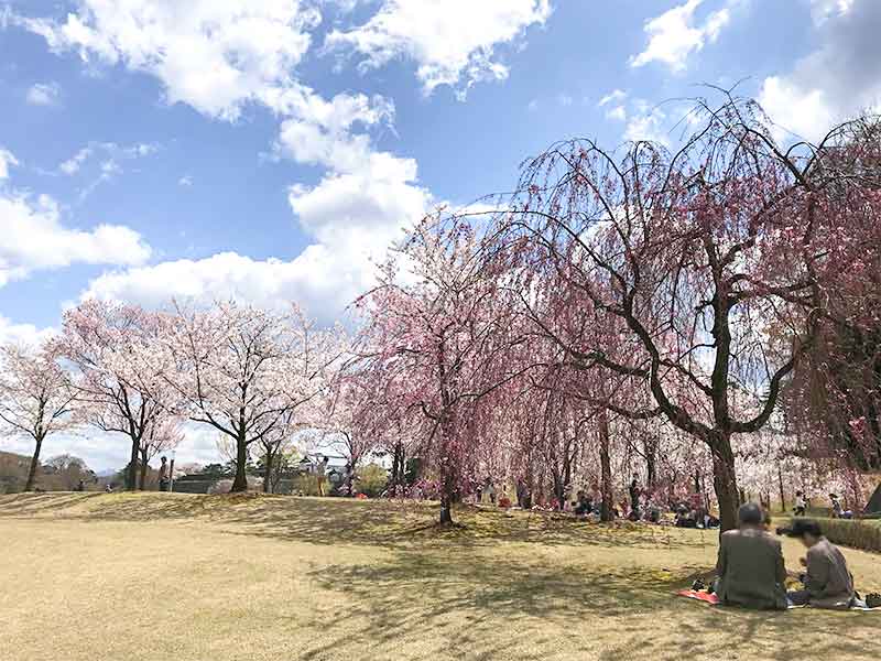 金沢・兼六園でお花見