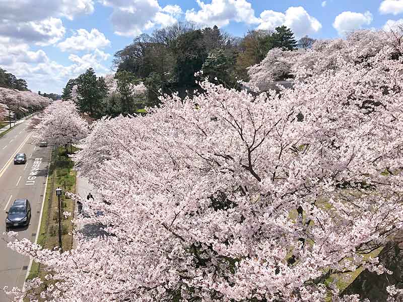 金沢・兼六園でお花見