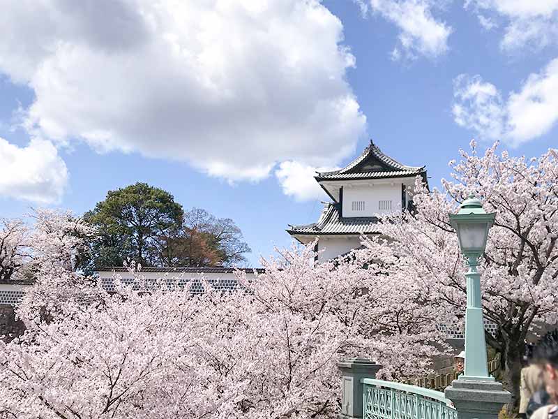 金沢・兼六園でお花見