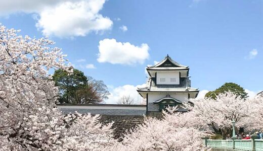 兼六園にお花見に行ってきました♪金沢の一大観光地でもある兼六園はなんと桜の見頃に合わせて無料開放されるんだよ