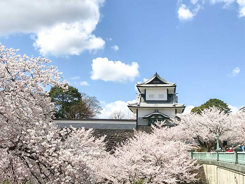 金沢・兼六園でお花見