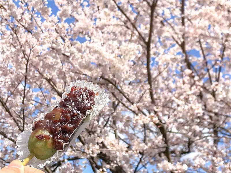 金沢・兼六園でお花見