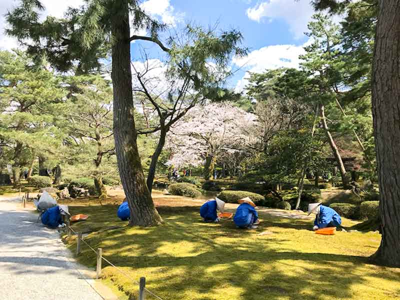 金沢・兼六園でお花見