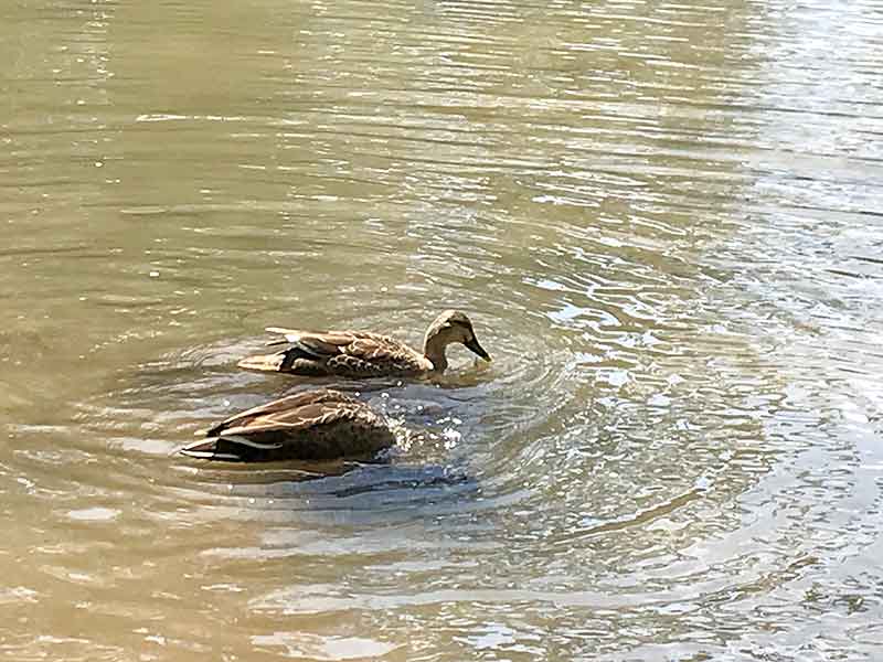 金沢・兼六園でお花見