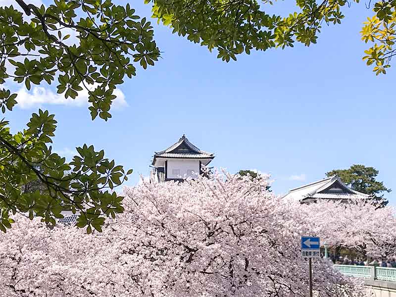 金沢・兼六園でお花見