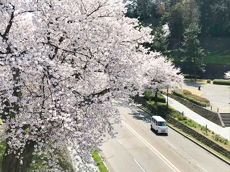 金沢・兼六園でお花見