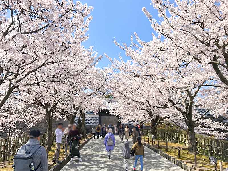 金沢・兼六園でお花見