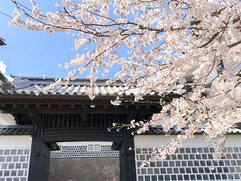 金沢・兼六園でお花見