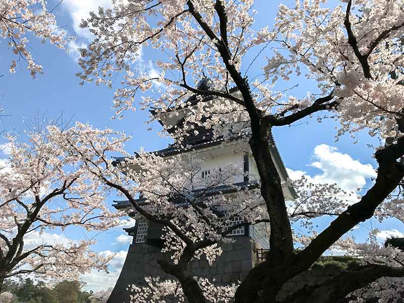 金沢・兼六園でお花見