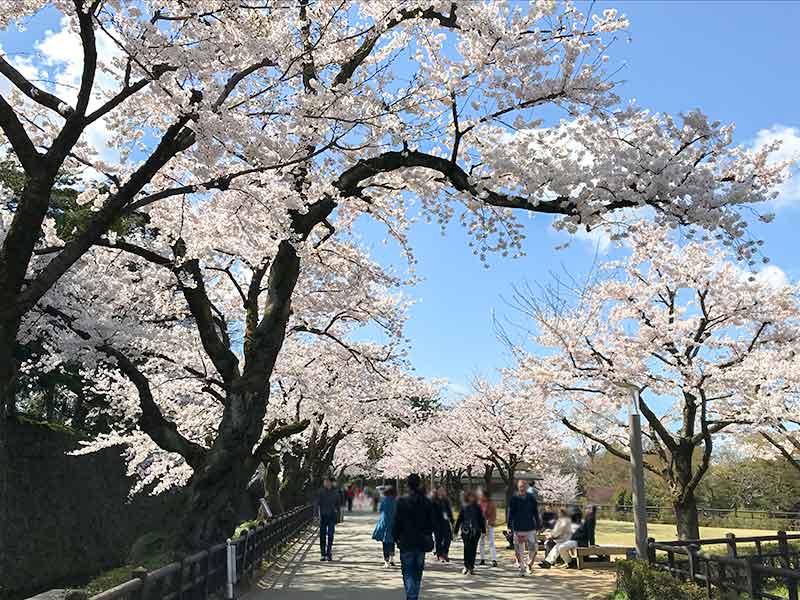 金沢・兼六園でお花見