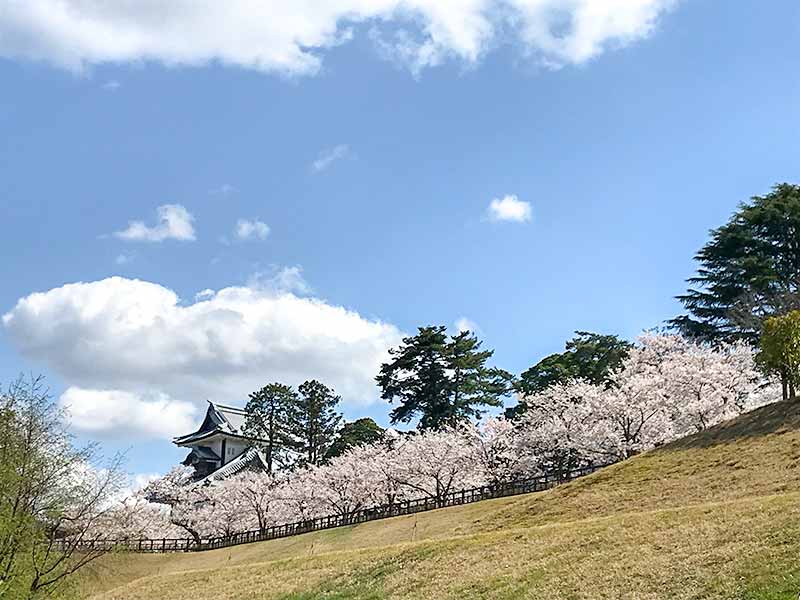 金沢・兼六園でお花見