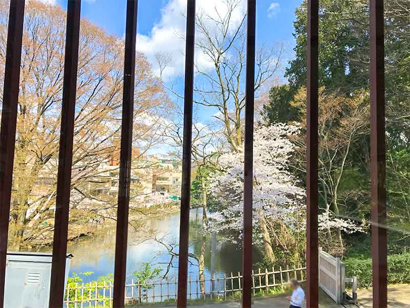 金沢・兼六園でお花見