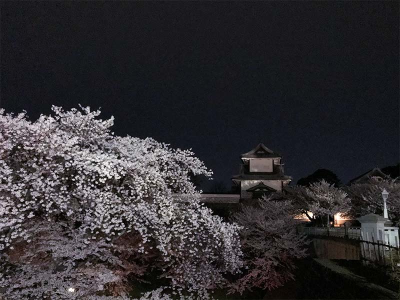 金沢・兼六園でお花見