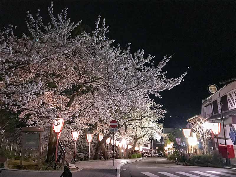 金沢・兼六園でお花見