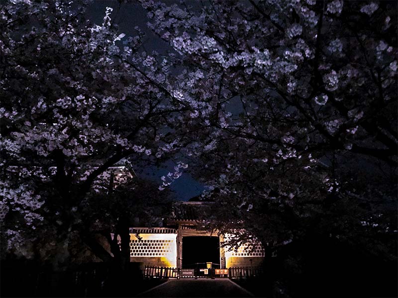 金沢・兼六園でお花見