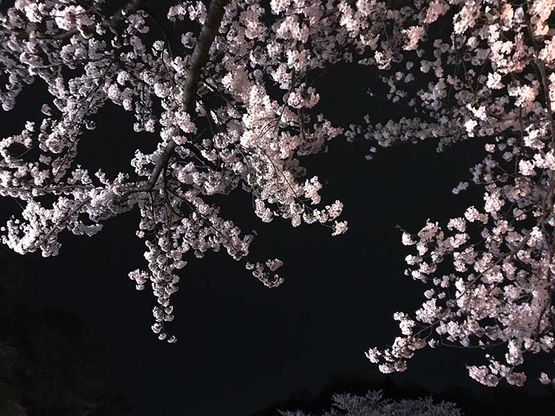 金沢・兼六園でお花見