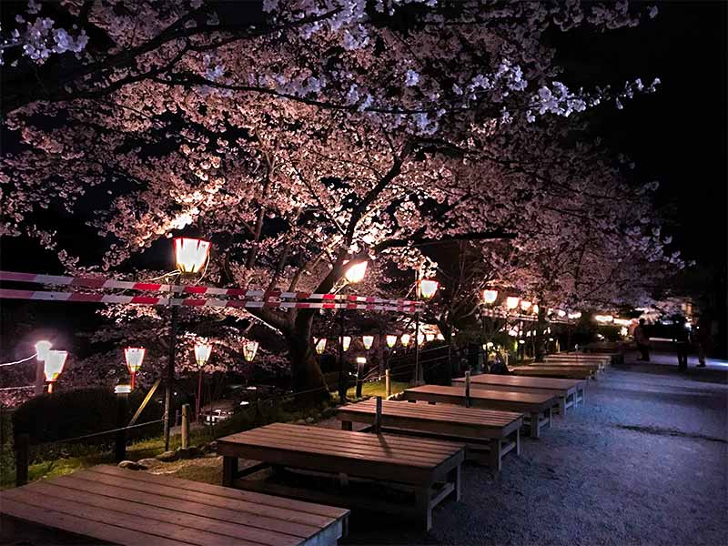 金沢・兼六園でお花見