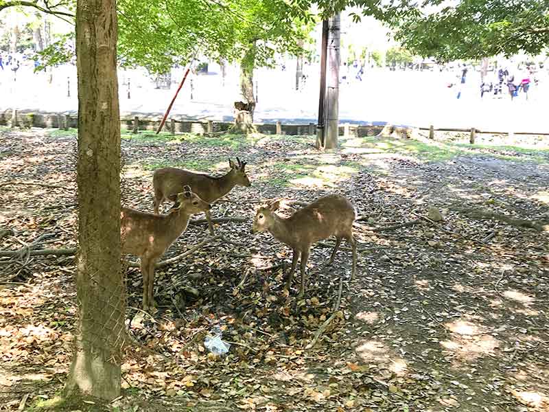 奈良公園鹿