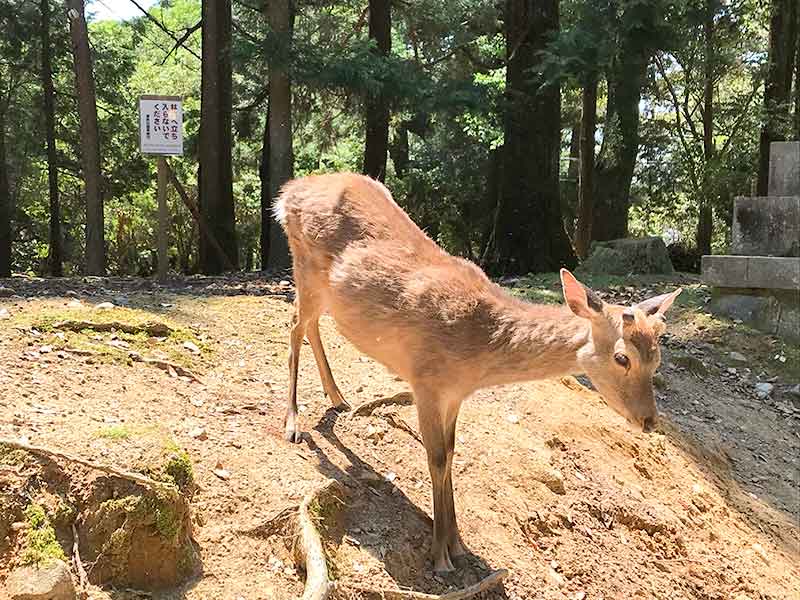 奈良公園鹿