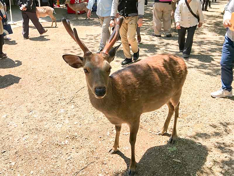 奈良公園鹿