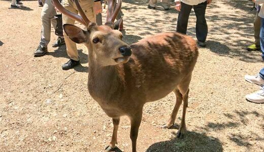 【奈良】奈良公園の鹿はプロ意識がすごかった。でもあくまで野生動物だからふれあいは慎重に