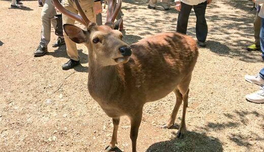 【奈良】奈良公園の鹿はプロ意識がすごかった。でもあくまで野生動物だからふれあいは慎重に慈愛を持って