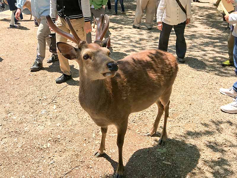 奈良公園鹿