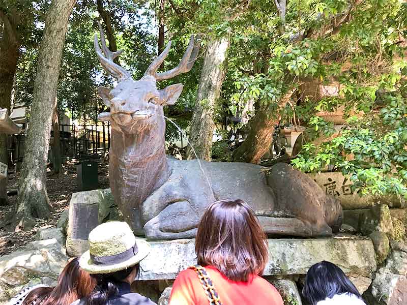奈良公園鹿