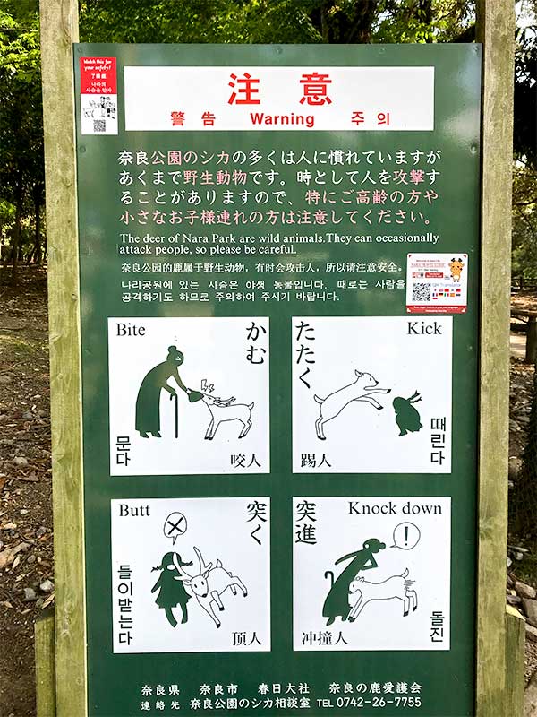 奈良公園鹿