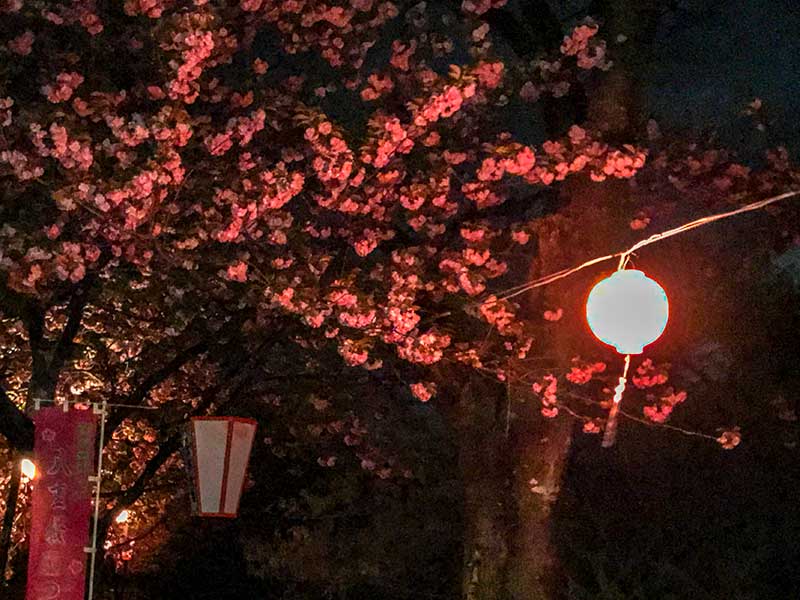 倶利伽羅不動寺・八重桜