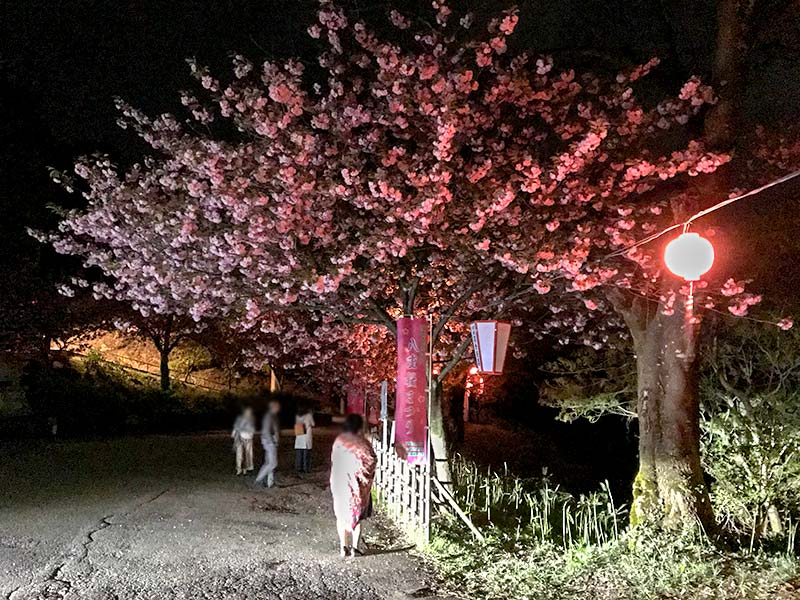 倶利伽羅不動寺・八重桜